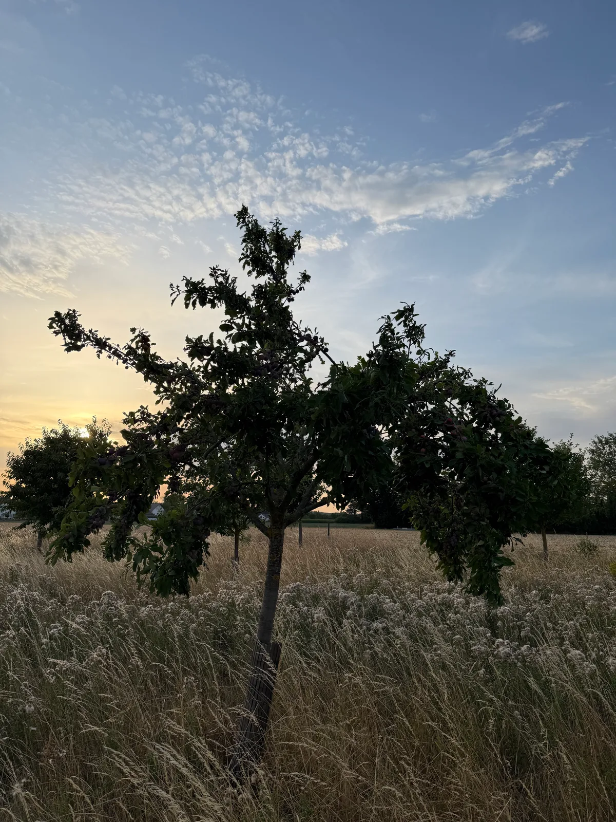 Baum 38